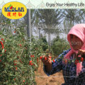 Fruta longevidad de China - Baya Goji seca